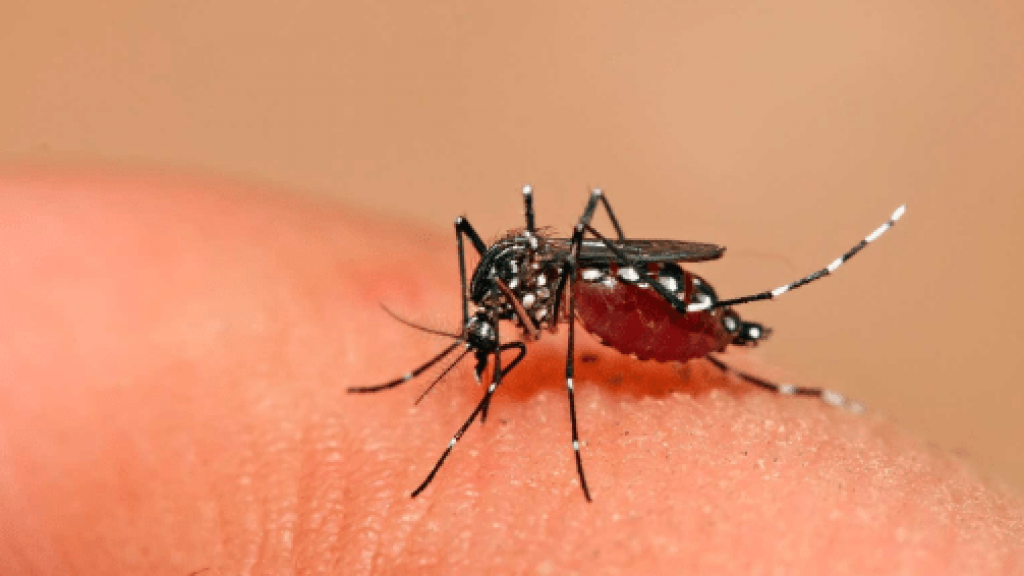 dengue