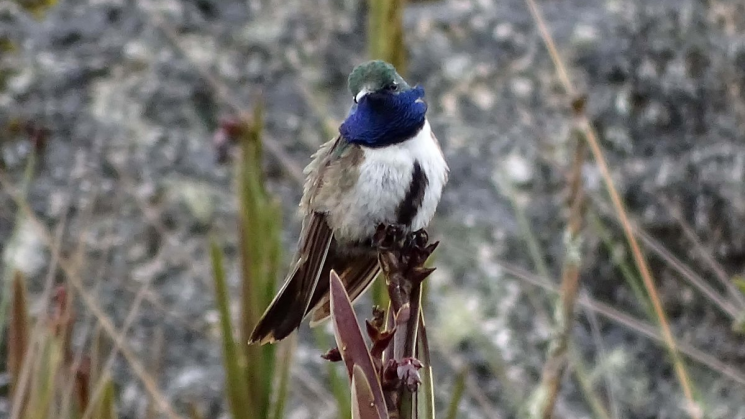 Descubren una nueva especie de colibrí en Ecuador