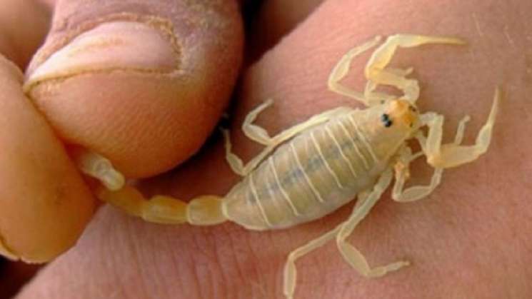 Reporta SSO dos mil 859 casos de atención ante picaduras alacrán