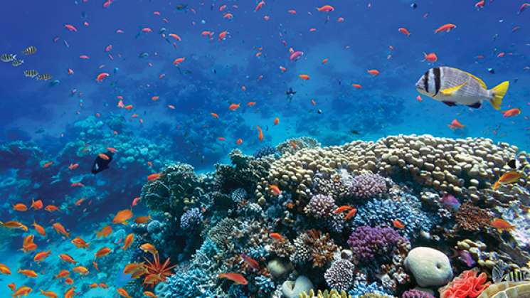 ecosistemas marinos suman 70 millones de hectáreas protegidas