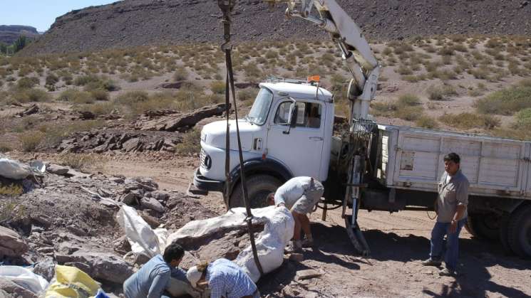 Hallan una nueva especie de dinosaurio en Argentina
