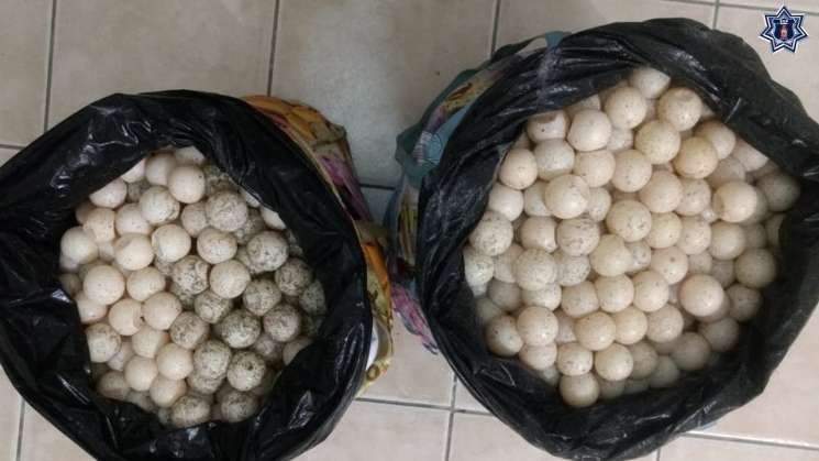 SSPO detiene a mujer en la Costa con 2 mil huevos de tortuga