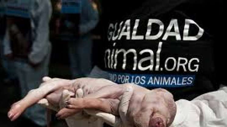 Exhibe ONG la cruel industria del huevo en México