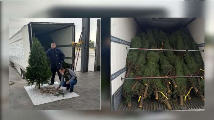 7 mil 200 arboles de navidad de EU son detenidos por Profepa 