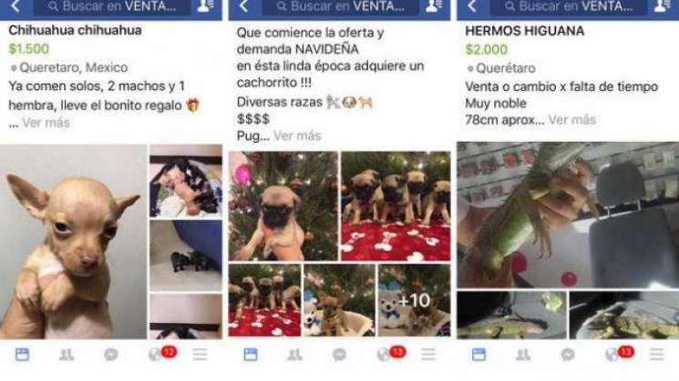 Mascotas ya no se podrán vender en Facebook