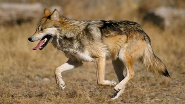El lobo gris mexicano tendrá en 2018 año más mortal