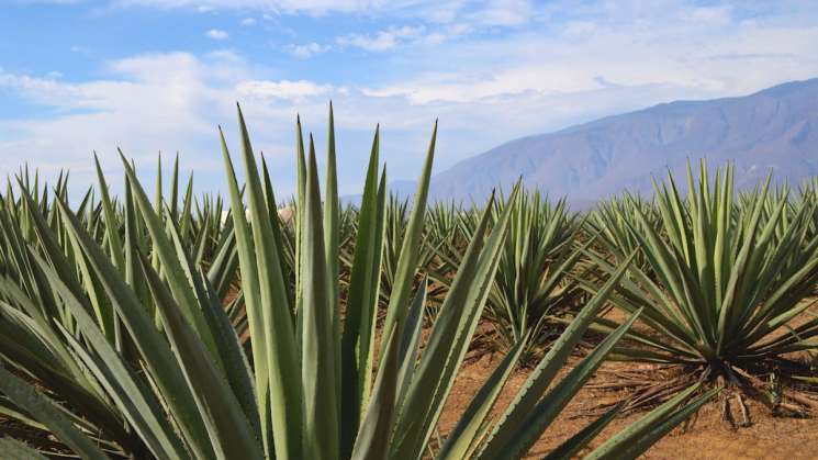 Oaxaca gana al IMPI defensa de denominación de origen del  mezcal