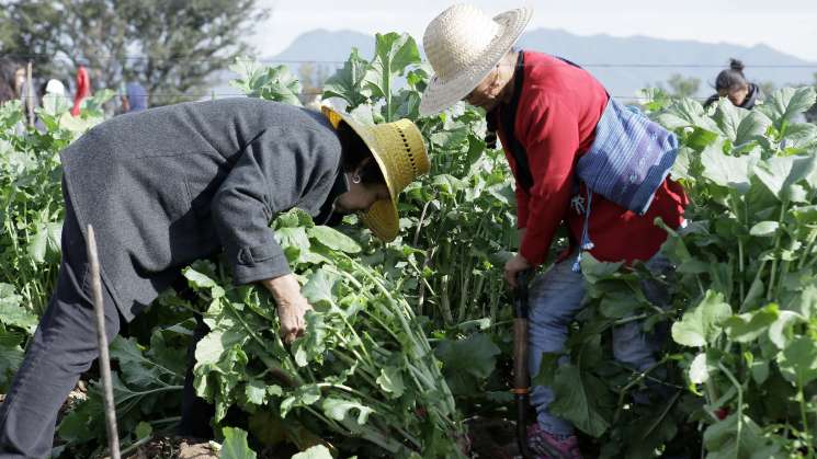 Cosechan rábanos para celebración previo a la Noche Buena 
