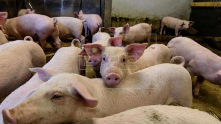 México, libre de Peste Porcina Africana: SADER