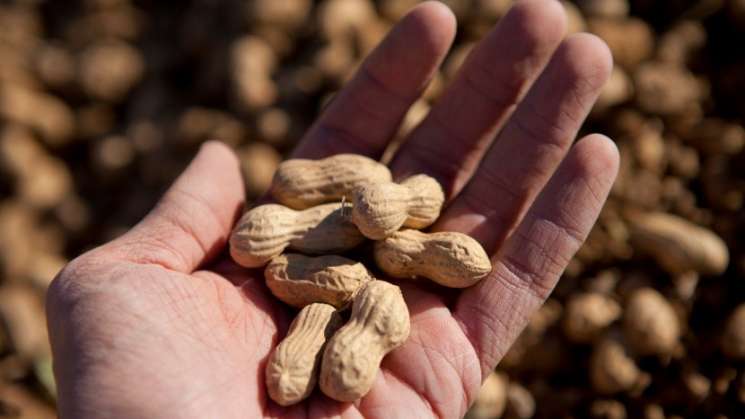 Especialista: Comer cacahuates diario reduce el riesgo de infarto