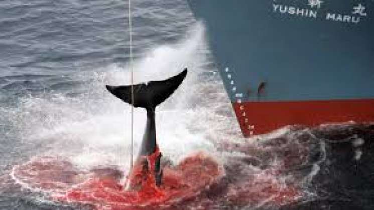 Nuevamente Japón retoma la caza comercial de ballena