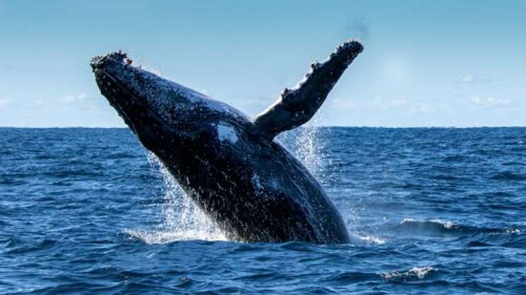 Costa oaxaqueña, paso de la ballena para su avistamiento