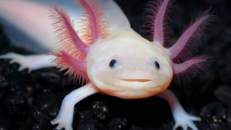 Investigación en la UNAM,revierte daños provocados por ciudadanía