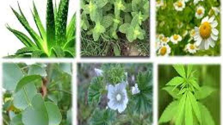 México es el segundo país con más plantas medicinales registradas