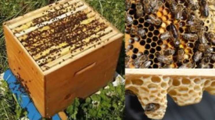 Disminución de población de abejas avanza en México 