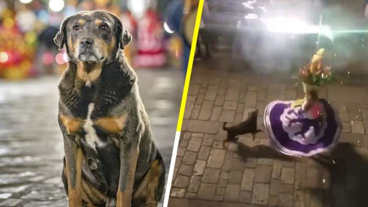 Imagen cultural piden en Oaxaca para Perro callejero Mazapán