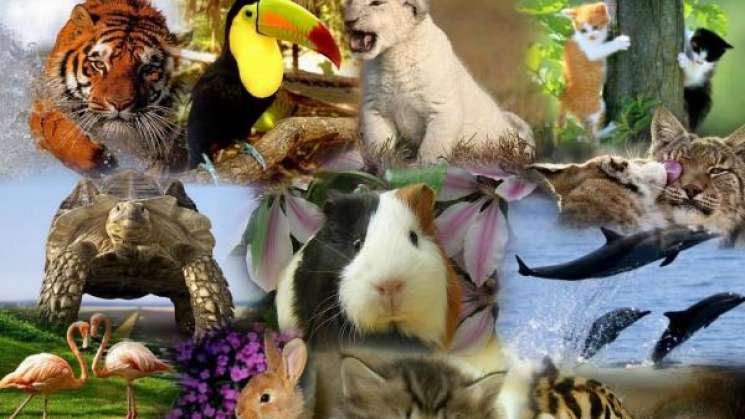 En 2027,pérdida global de 1700 especies de animales