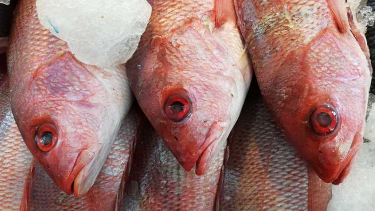 Emite SSO recomendaciones para consumir productos del mar