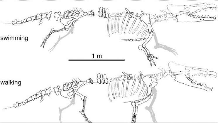 Descubre fósil de ballena con cuatro patas