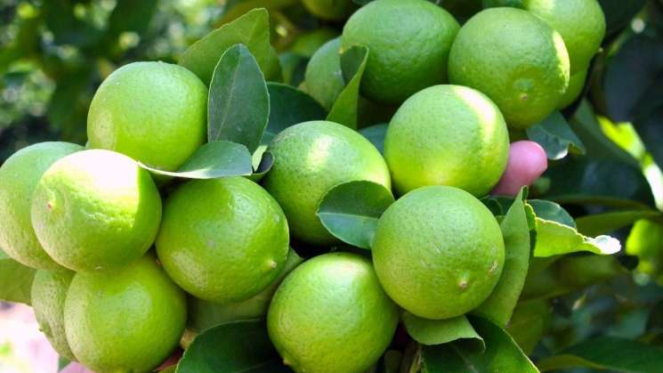 Oaxaca potencia en producción nacional de limón persa