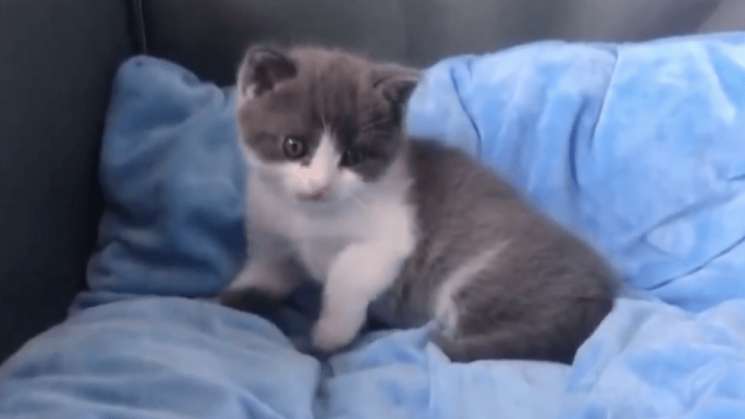  Nace primer gato clonado en China