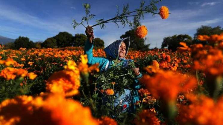 Oaxaca: uno de los 10 estados que más cempasúchil producen