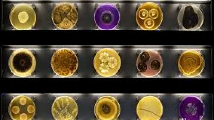 IPN tiene la colección más importante de microorganismos