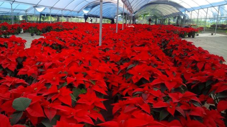 Oaxaca entre los estados que más producen Flor de nochebuena