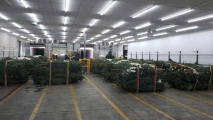Por plagas, Profepa regresa 5 mil arboles de navidad a EU