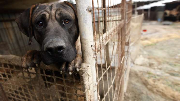 Proponen en Congreso hasta 9 años de prisión por maltrato animal