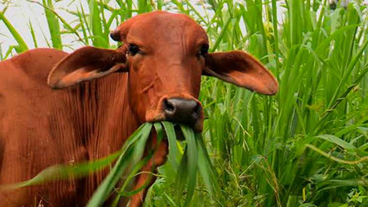 Ensaya UNAM alternativa de ganadería sostenible