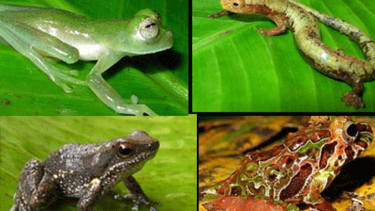 En peligro de extinción, 50% de especies de anfibios en México