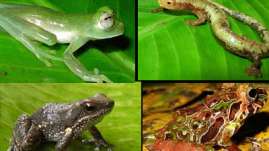 Especies de Anfibios