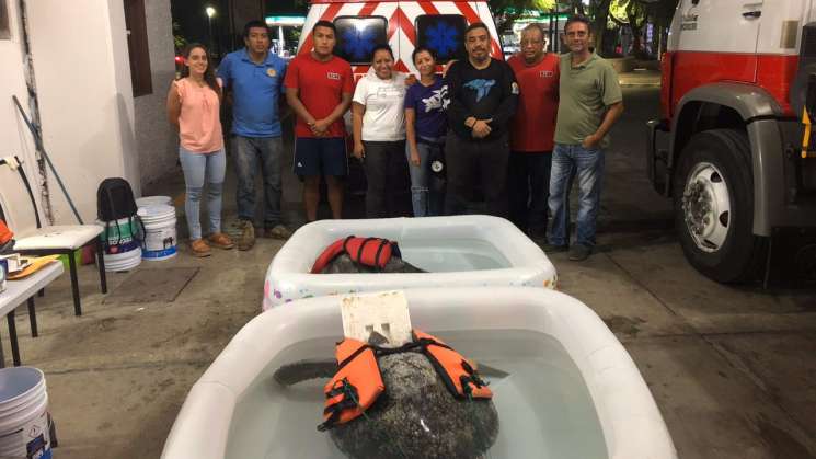 Habilitan espacios en  Huatulco como refugio de tortugas marinas