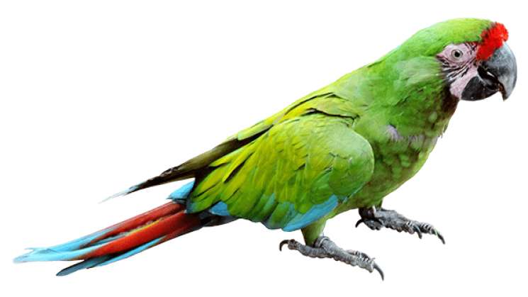 Guacamaya verde, patrimonio natural de Oaxaca