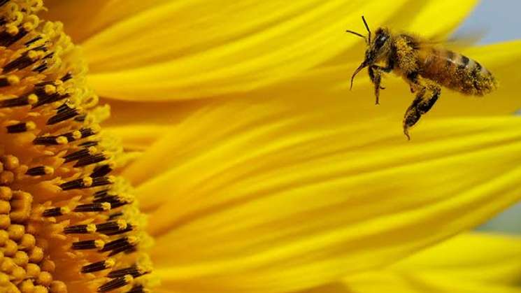 Busca Oaxaca rescatar poblaciones de abejas con girasoles