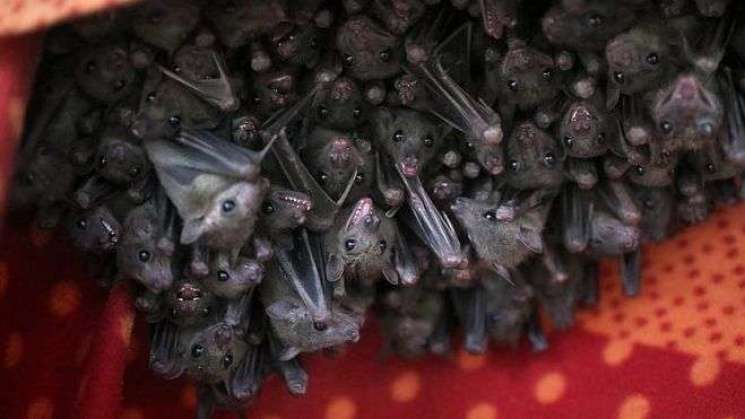 Los murciélagos no son culpables del coronavirus