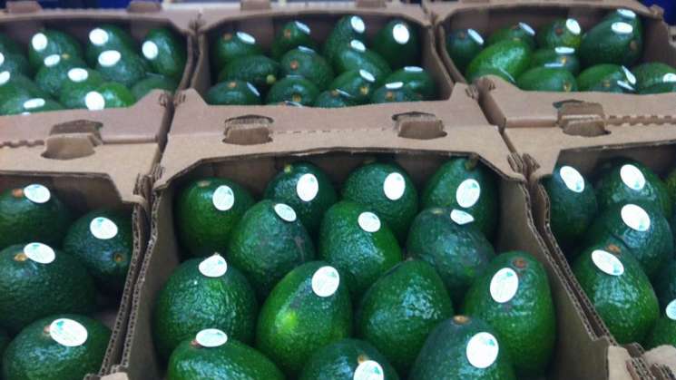 México aumenta exportación de aguacate a EU  en 2020