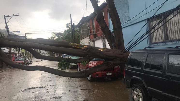 Lluvia con viento provoca caída de árboles en Oaxaca