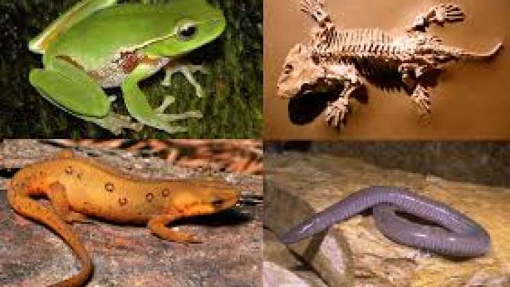 Oaxaca y 2 estados mas en riesgo sus anfibios y otras especies