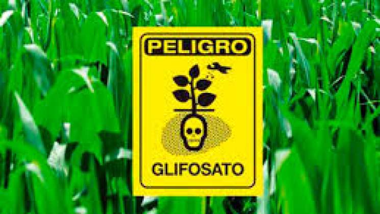 Busca Semarnat prohibir el uso de glifosato en cultivos de México