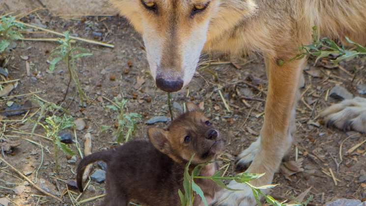 Nacen 8 cachorros de lobo gris mexicano en Saltillo, Coahuila