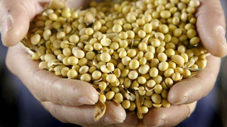 Revocan permiso para liberación de soya transgénica en México