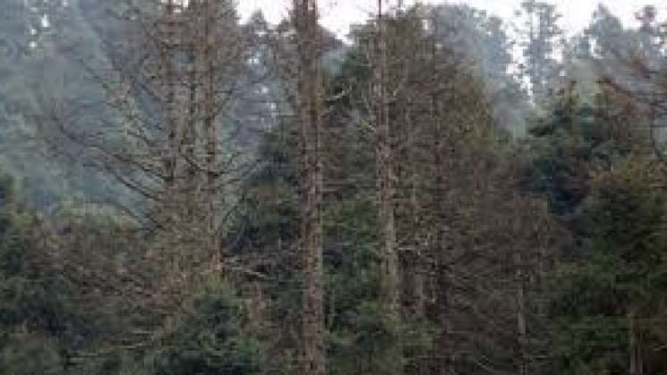 Piden recursos para combatir plagas en bosques oaxaqueños