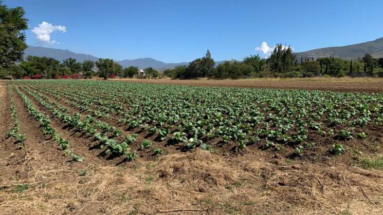 Suspenden actividades de la “Noche de Rábanos” en Oaxaca