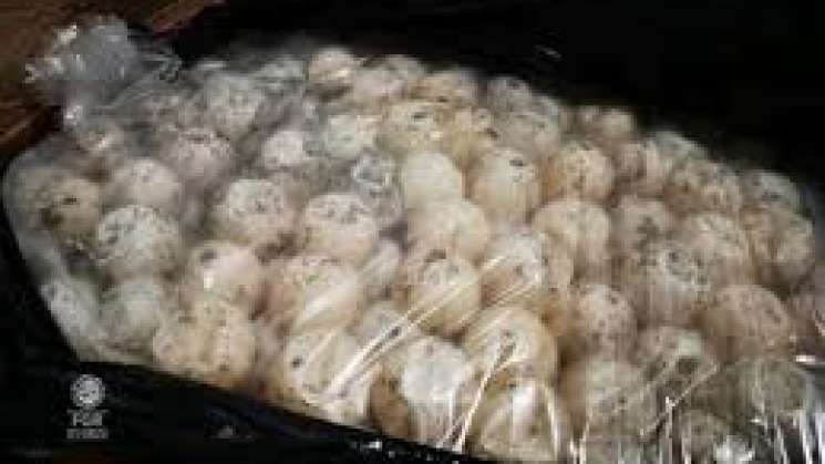 Aseguran más de mil huevos de tortuga en Huamelula, Oaxaca