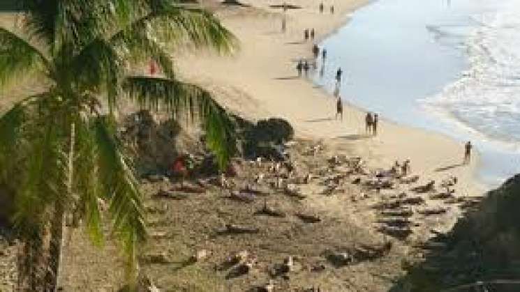 Anuncian Festival Nudista en Zipolite pese a pandemia