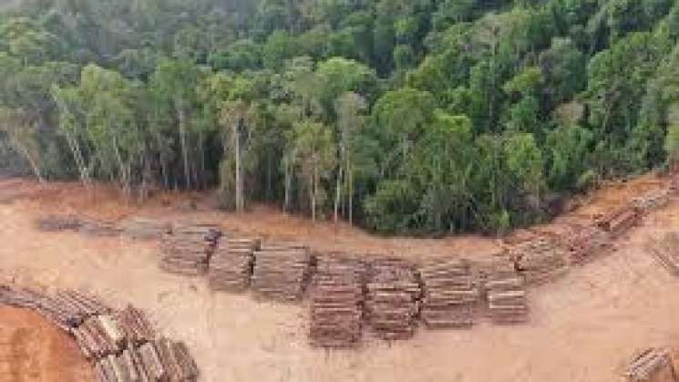 México entre los primeros lugares de deforestación