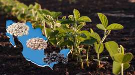  Revista AgroSíntesis