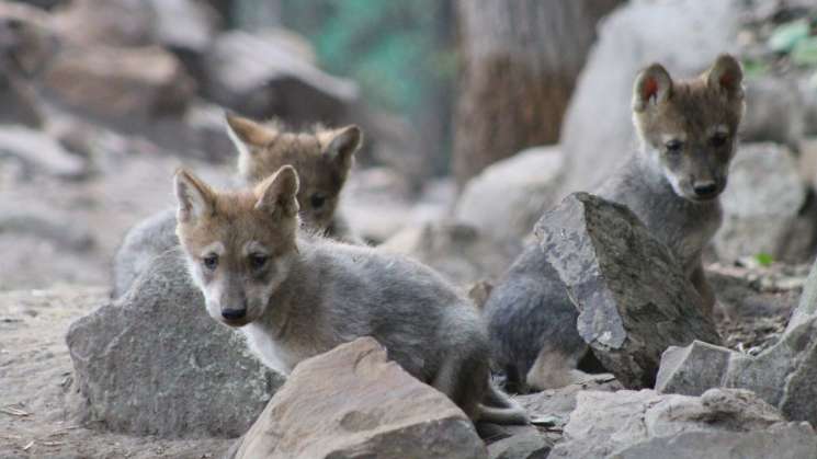 Vota por nombres de los cachorros de lobo gris mexicano